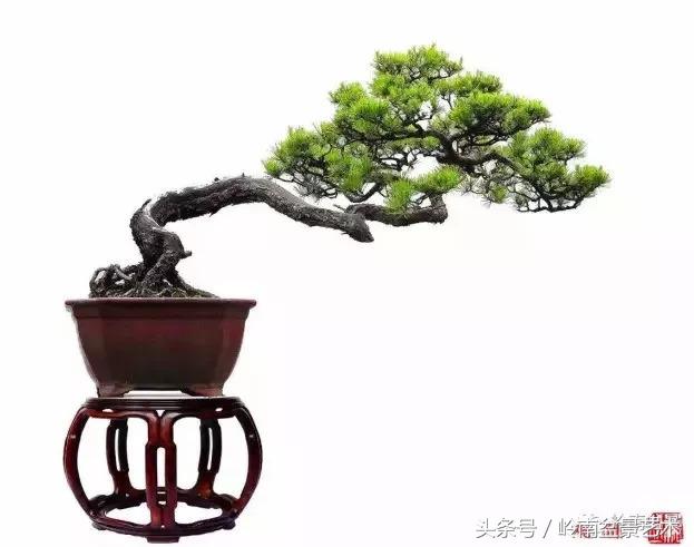 云中松——仰观天宇，俯察尘寰