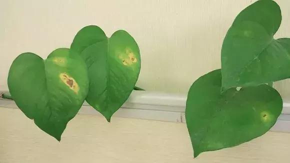 只要三分钟，马上成为绿萝的“医生”，在这个季节药到病除