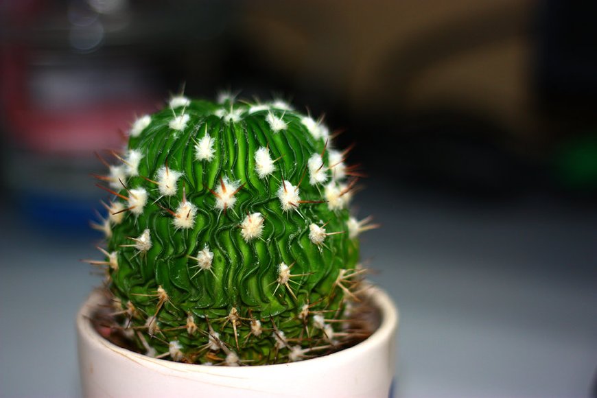 这几种花不仅能吸收二氧化碳防辐射，还能缓解孕吐