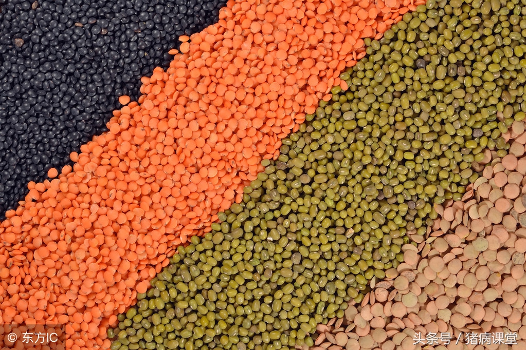 猪用抗生素药中毒的症状是什么,猪抗生素中毒怎么治疗