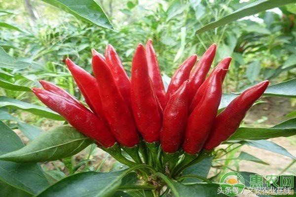 今日辣椒价格是多少呢,辣椒价格最新行情2023