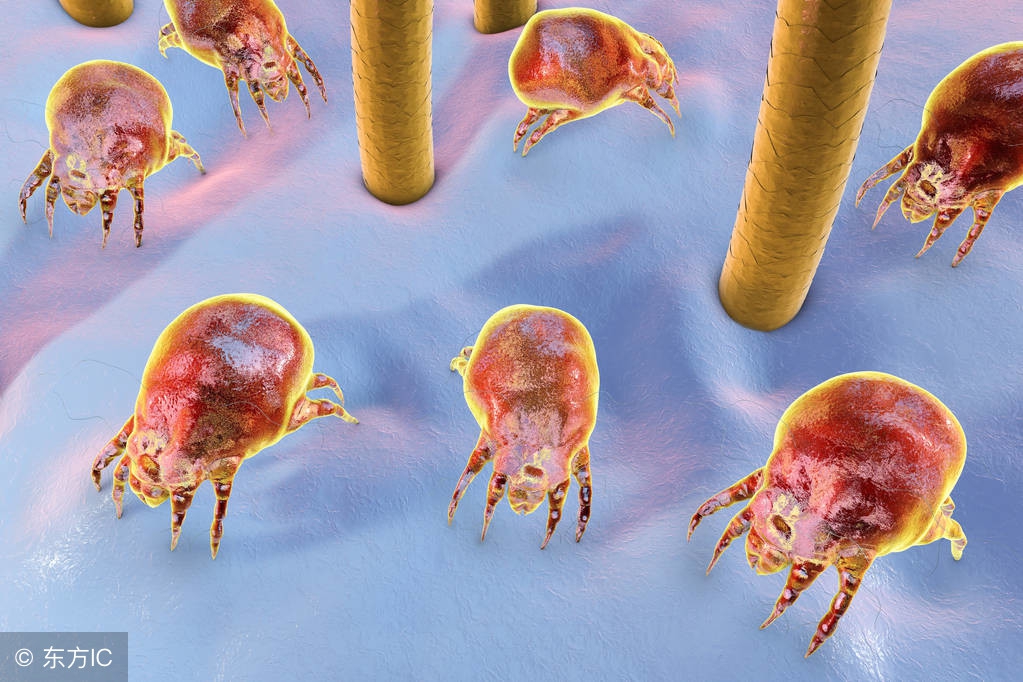 家中螨虫怎么消灭,家里螨虫用什么方法除根