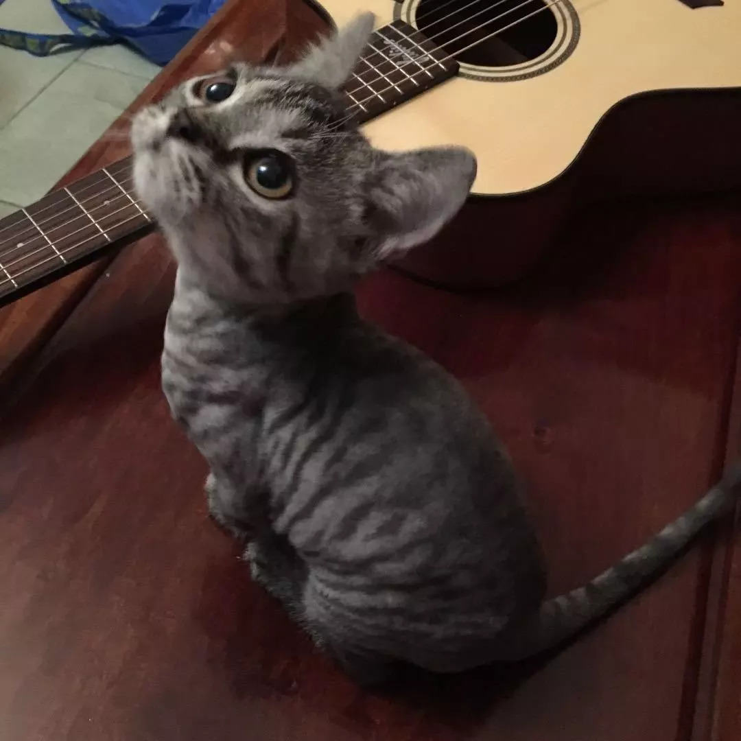 猫会自己治愈吗,猫可以自己治愈吗