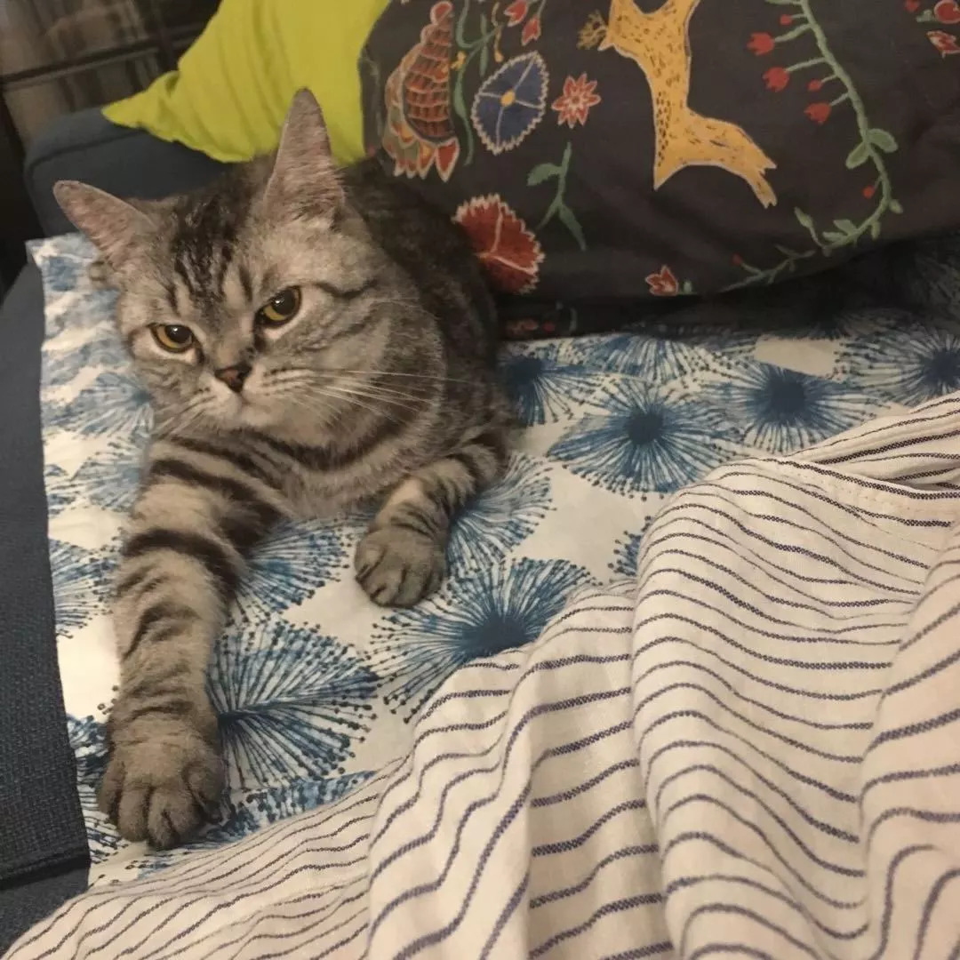 猫会自己治愈吗,猫可以自己治愈吗