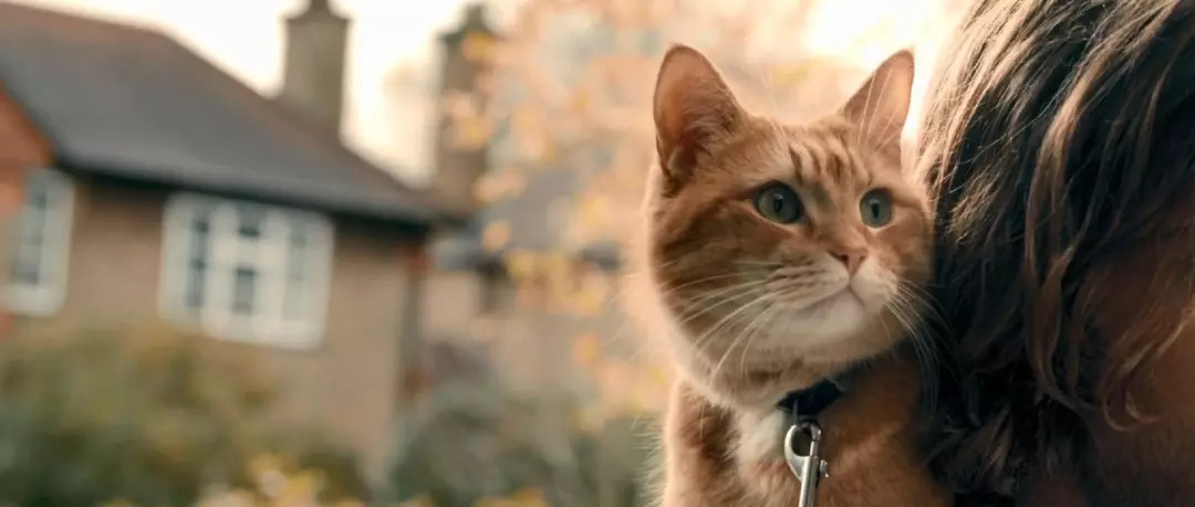 猫会自己治愈吗,猫可以自己治愈吗