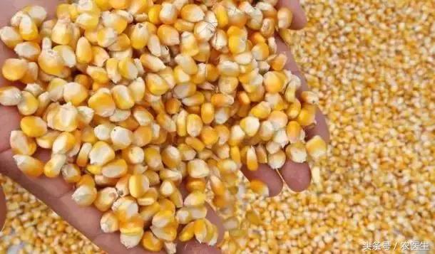 卖玉米时怎样知道秤标准不标准,卖玉米怎么看秤不被骗