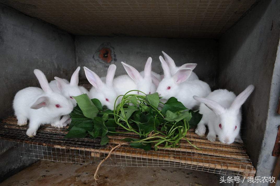 降温了养殖动物关注事项,秋季降温后怎样正确用吹风机