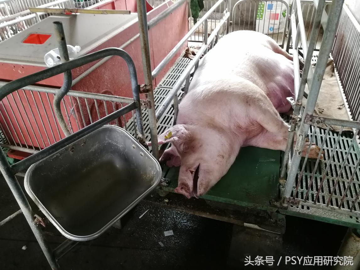 猪场消毒剂过敏怎么办,母猪输液过敏怎么处理