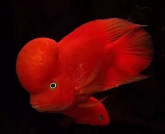 小罗不吃东西就代表出问题了吗？