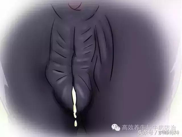 判断母牛生产成功的最佳方法,养牛最佳视察方法