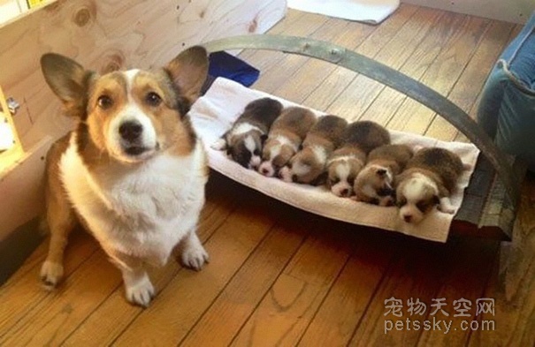 狗狗在怀孕期间，有什么不能吃的食物吗？