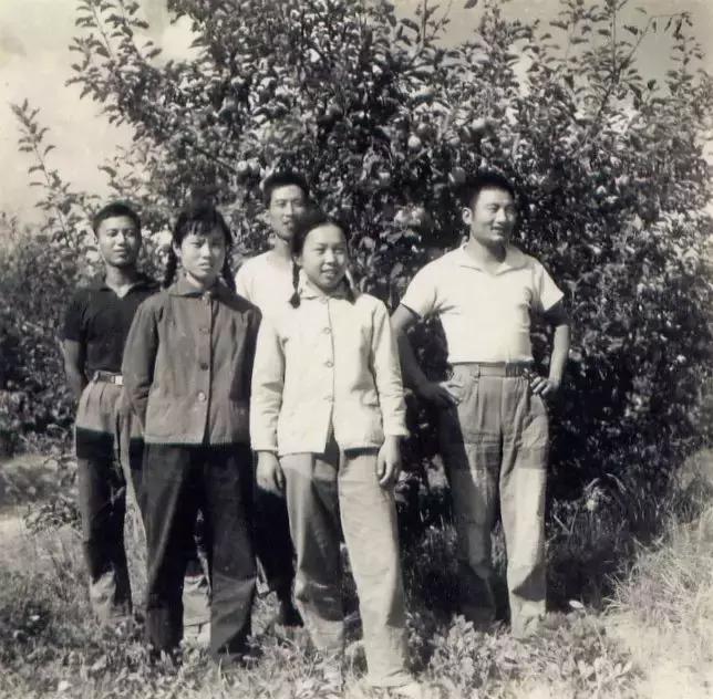 丰县文化节,丰县红富士苹果节