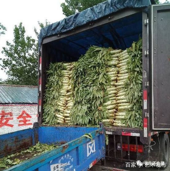成都蔬菜批发市场莴笋批发价格,全国莴笋蔬菜基地