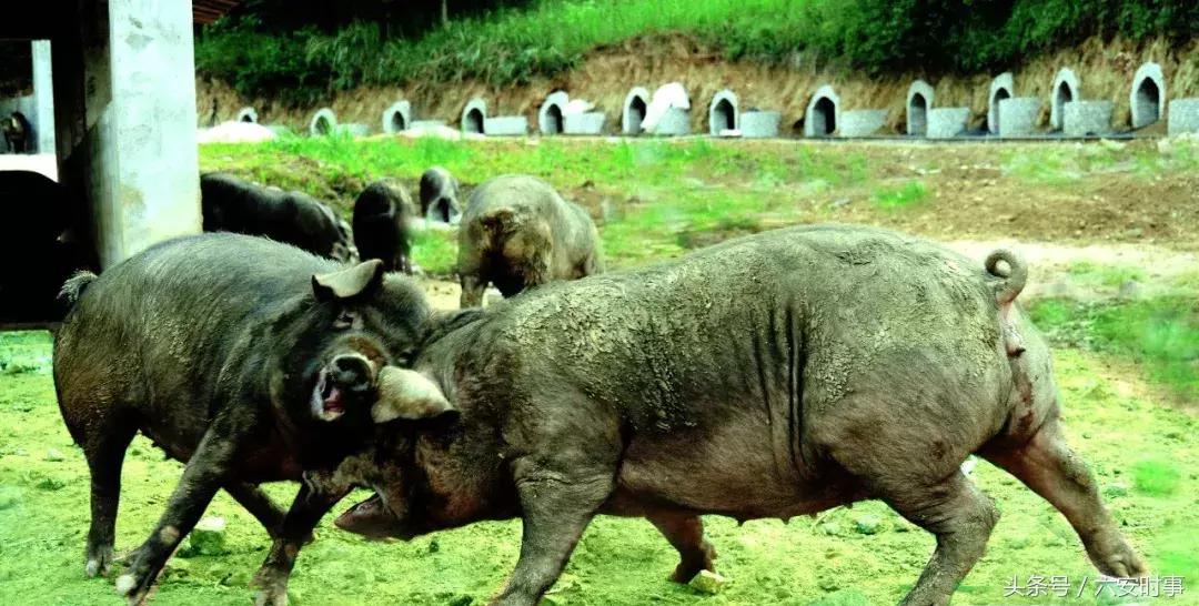 喜迎首届中国农民丰收节！金安这些“明星”产品集中亮相