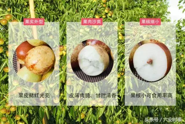 喜迎首届中国农民丰收节！金安这些“明星”产品集中亮相