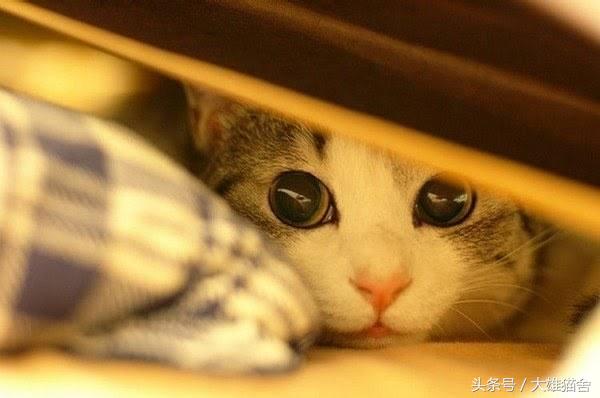 猫咪不吃东西呕吐黄色液体,猫咪呕吐透明的液体是怎么回事
