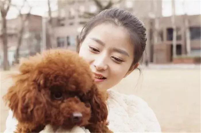 养泰迪狗是好处多还是坏处多,养泰迪有什么好处和什么坏处