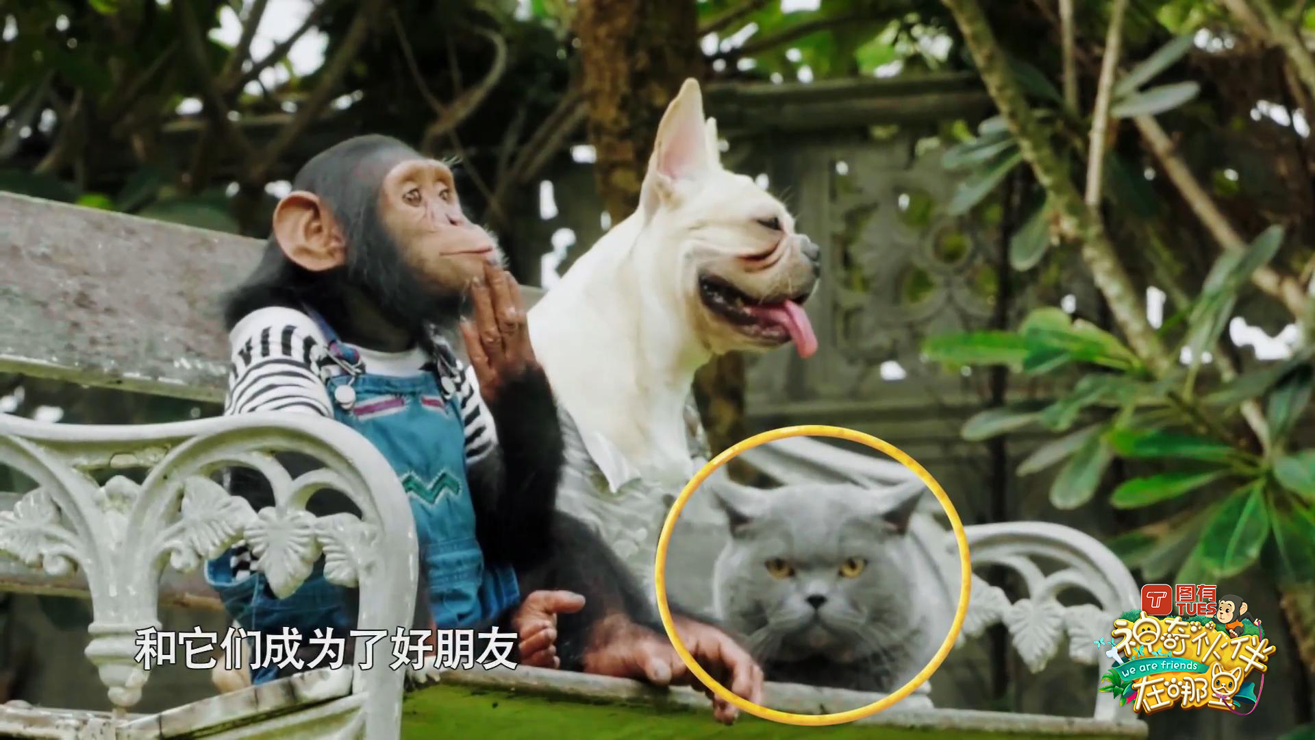 这档动物互动秀有什么治愈“疗法”？解读《神奇伙伴》快乐密码