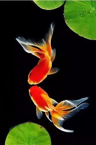 金鱼养眼,十大观赏小型金鱼