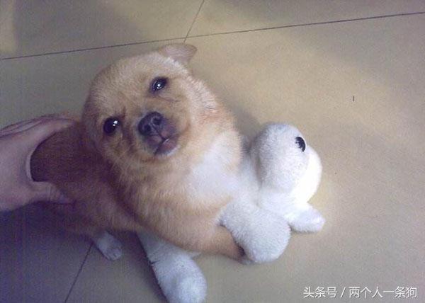 怎样祛除狗狗焦虑症,狗狗如何预防分离焦虑症