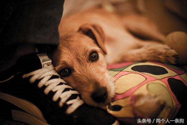 怎样祛除狗狗焦虑症,狗狗如何预防分离焦虑症