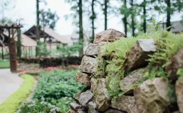 乡村振兴看浙江,乌镇乌村考察报告