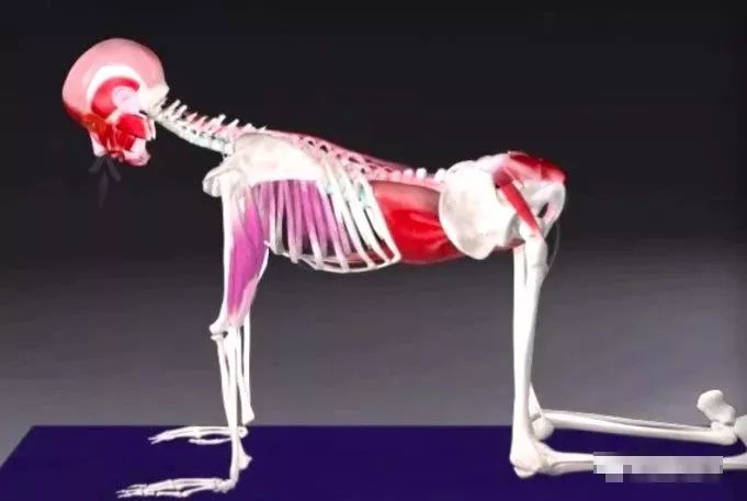 猫牛式跟猫式拱背的区别,瑜伽猫牛式视频