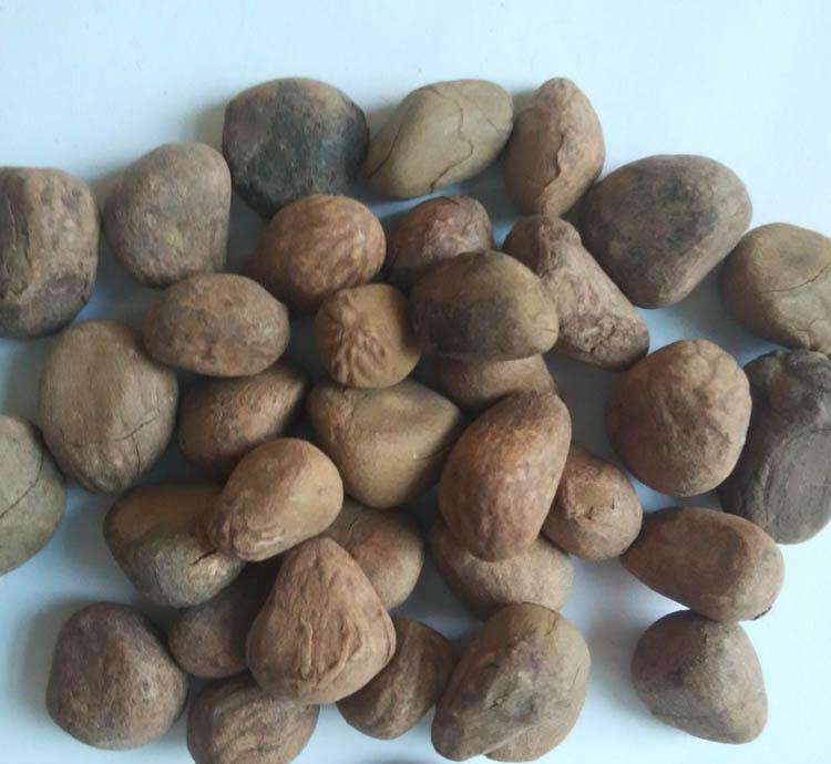 中药材大风消,中药材大风子产地是哪里