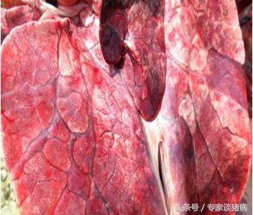 秋季猪场毛病多，还是猪场咳喘在作祟，快来看看专家如何去防控