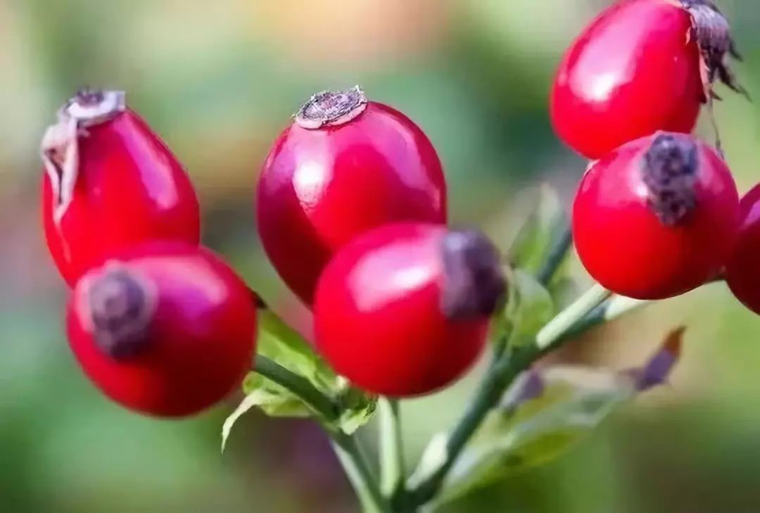 澳洲美白丸推荐,澳洲美白丸真的有效吗