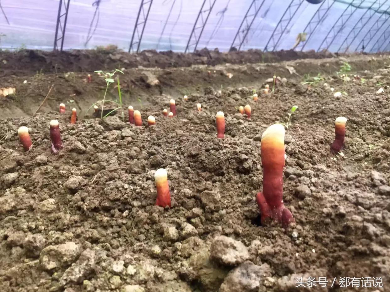 温室种植中药材,大棚种植灵芝的前景