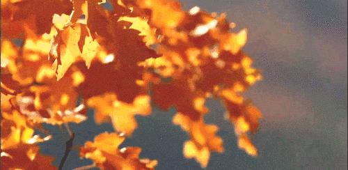 秋燥口腔上火吃什么药,秋燥上火喝什么茶降火