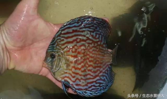 鱼缸加温有几种方法,鱼缸正确加温方法