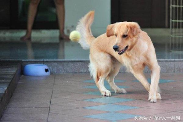 狗狗不运动三个妙招告诉你,怎么解决狗没食物不听话