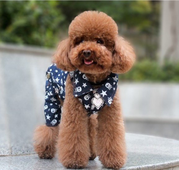 狗狗月经多少年才绝经,狗狗也会绝经吗