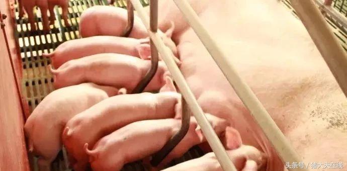 管理贴：防止冬季新生仔猪死亡的5项措施？