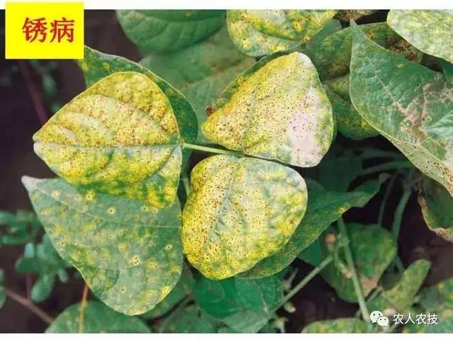 高等真菌与低等真菌细菌的区别,高等真菌与低等真菌哪个严重