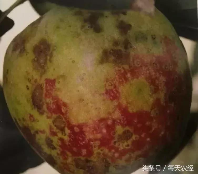 苹果树的锈果病怎么治,苹果果锈