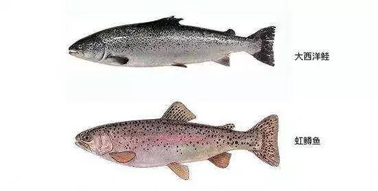 吃活物有寄生虫,吃活的虫子身体里有寄生虫