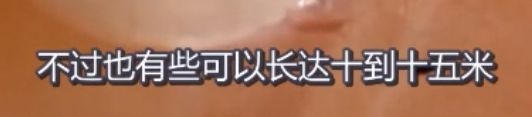 吃活物有寄生虫,吃活的虫子身体里有寄生虫