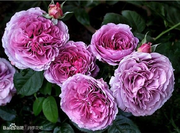 蓝紫色月季品种,39种紫藤品种