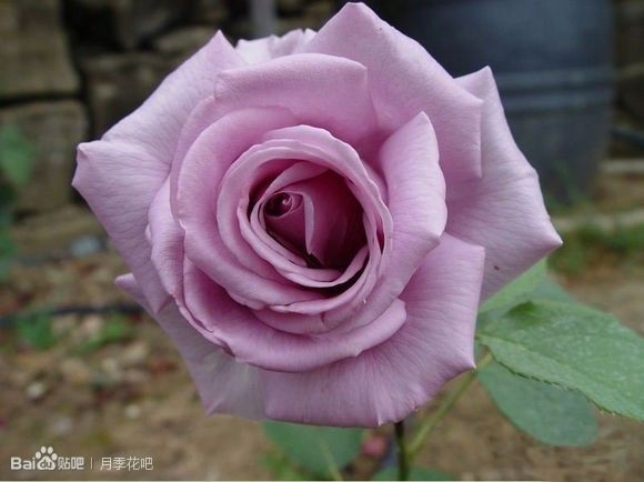 蓝紫色月季品种,39种紫藤品种