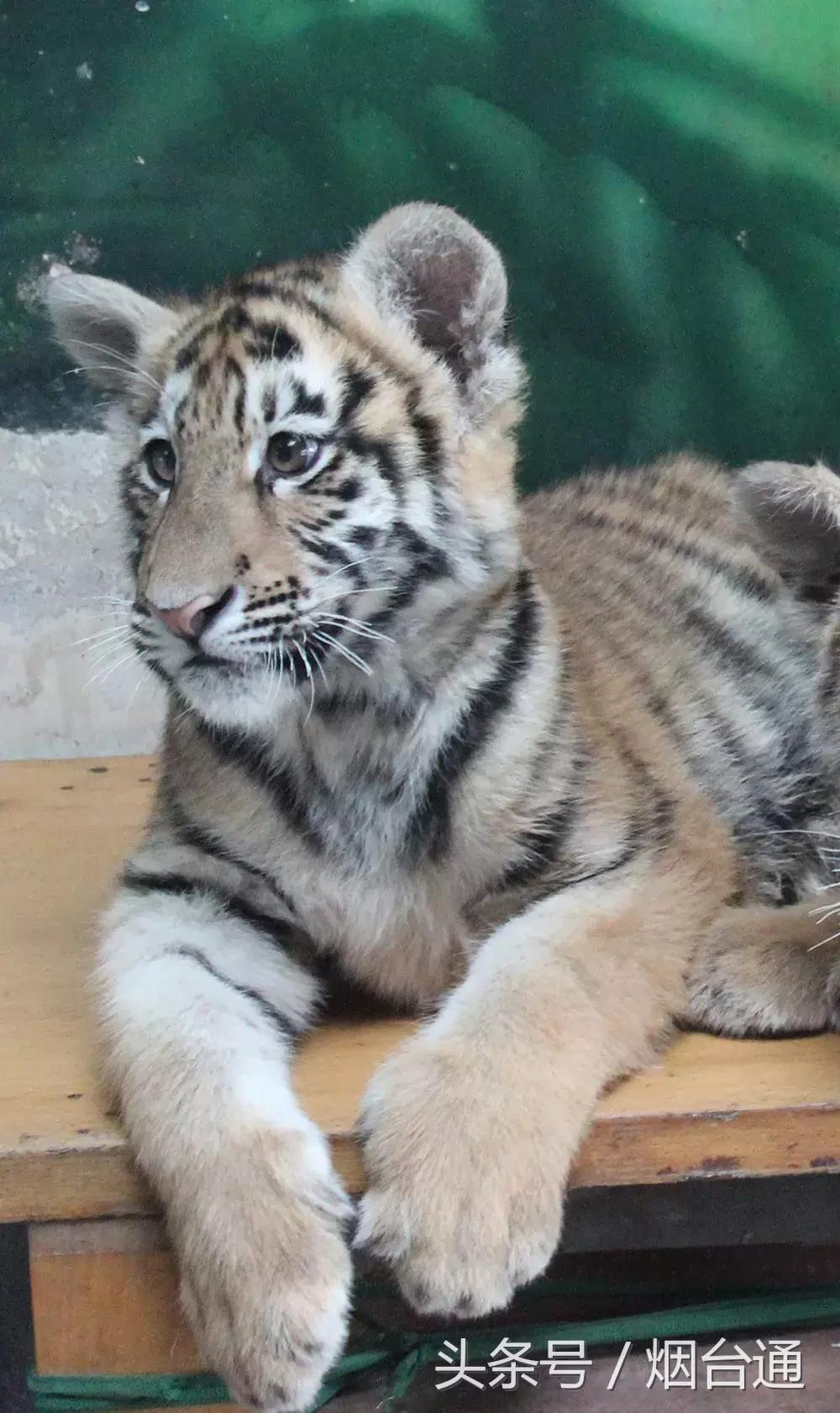 烟台十一景区免费游玩,十一假期旅游推荐烟台游乐场