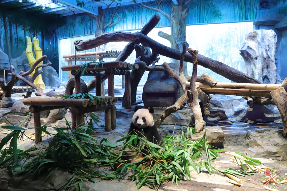 去广州长隆不住景区攻略,春节广州长隆不住园区怎么玩