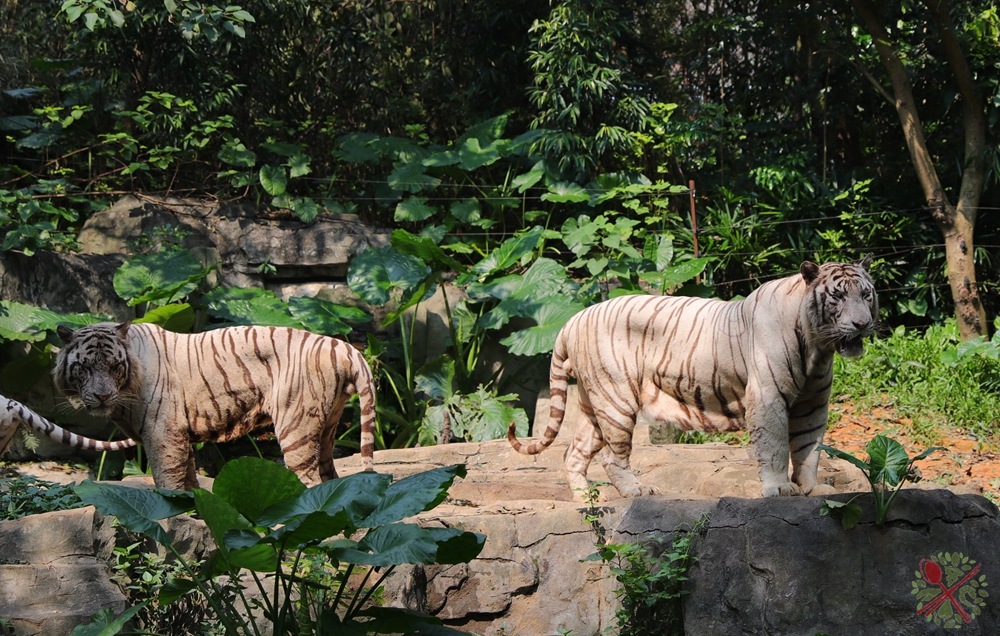 去广州长隆不住景区攻略,春节广州长隆不住园区怎么玩