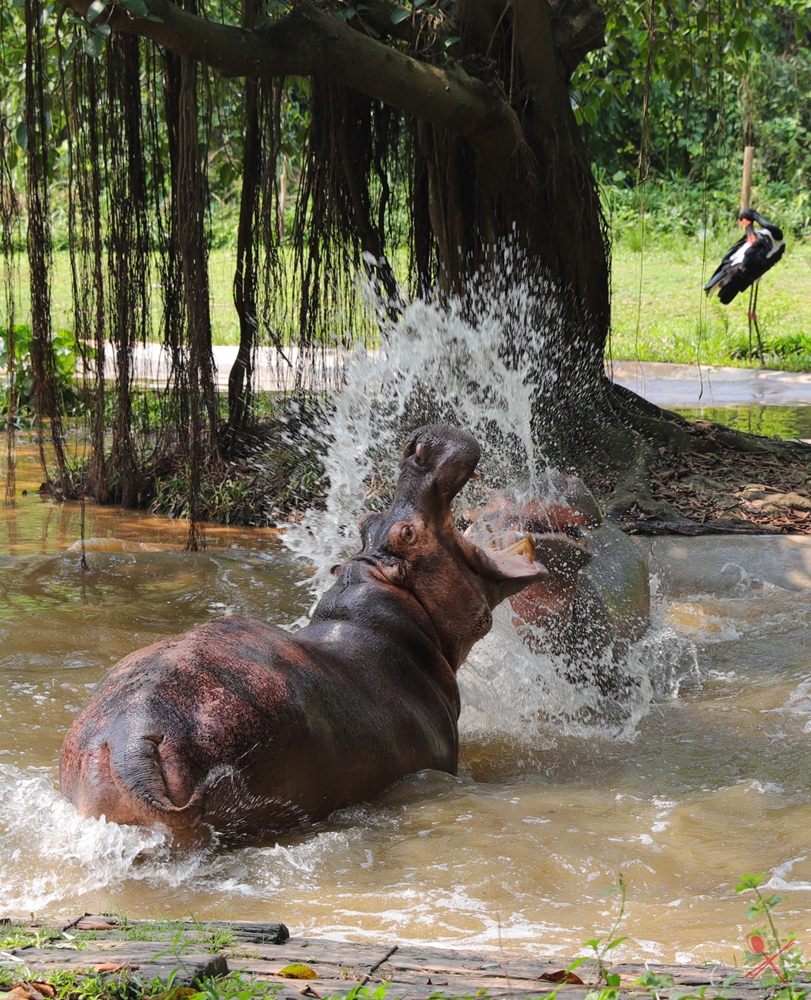 去广州长隆不住景区攻略,春节广州长隆不住园区怎么玩