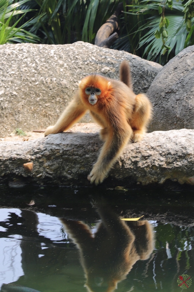 去广州长隆不住景区攻略,春节广州长隆不住园区怎么玩