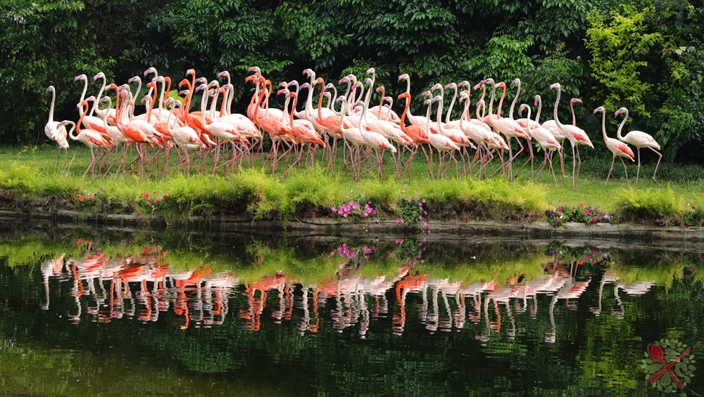 去广州长隆不住景区攻略,春节广州长隆不住园区怎么玩