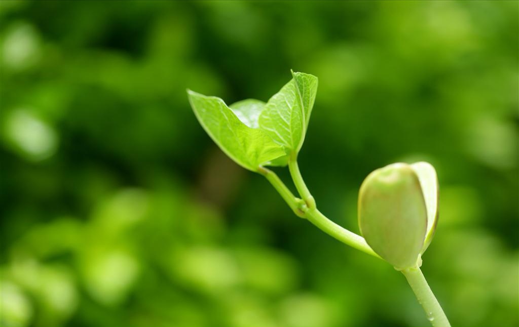 鐢ㄨ嫳璇璞嗗瓙,鐢ㄨ嫳鏂囧憡璇変綘