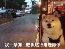 什么？师大的小动物过节了？（内含惊喜）